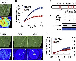 Figure from Sang et al (2021)