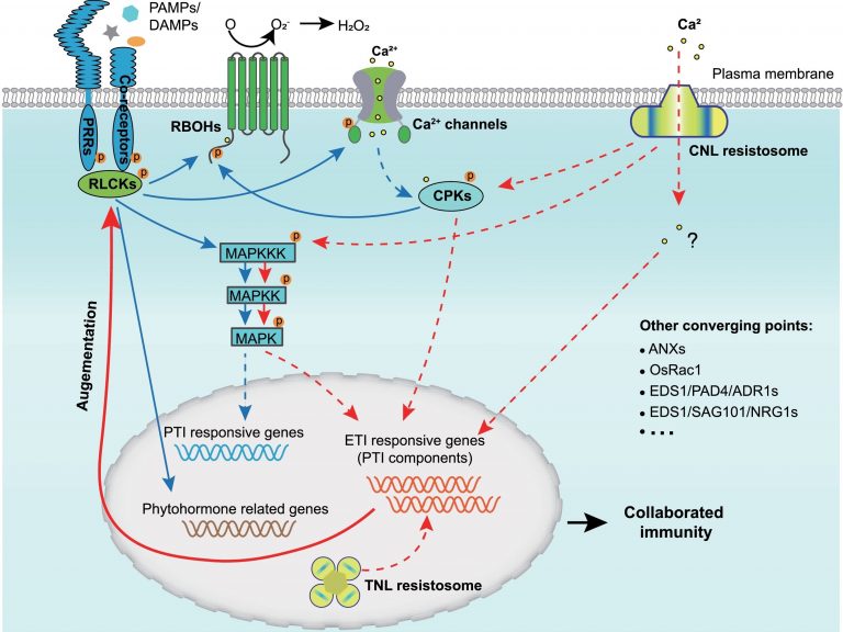 Figure from Yuan et al (2021)